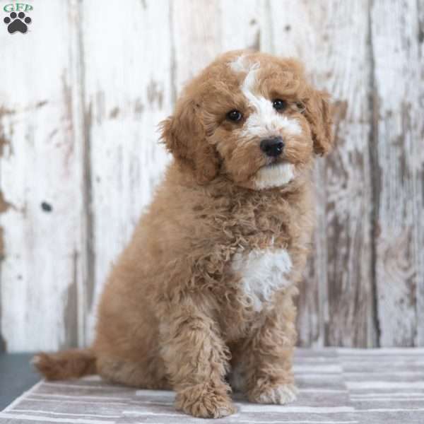 Creed, Mini Labradoodle Puppy