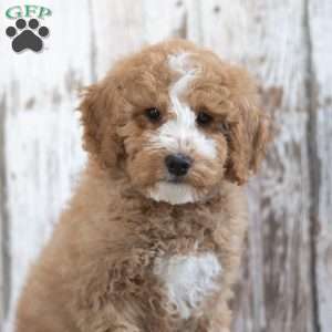 Creed, Mini Labradoodle Puppy