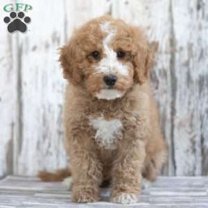 Creed, Mini Labradoodle Puppy