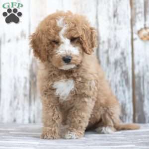 Creed, Mini Labradoodle Puppy