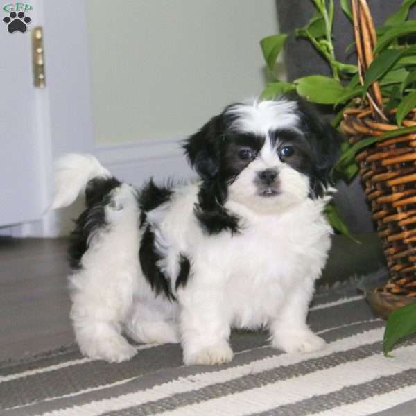 Crissy, Teddy Bear Puppy