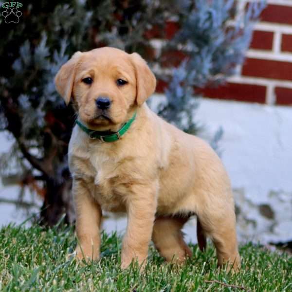 Crissy, Fox Red Labrador Retriever Puppy
