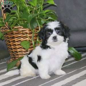 Crissy, Teddy Bear Puppy