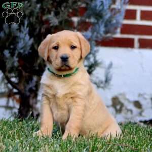 Crissy, Fox Red Labrador Retriever Puppy