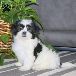 Crissy, Teddy Bear Puppy