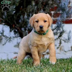 Crissy, Fox Red Labrador Retriever Puppy