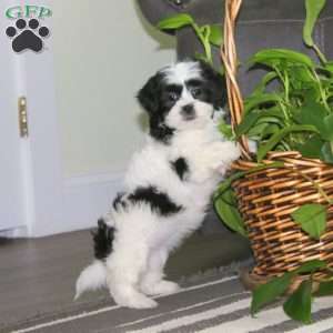 Crissy, Teddy Bear Puppy