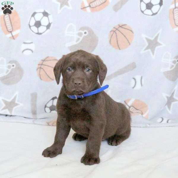 Crocket, Chocolate Labrador Retriever Puppy