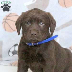 Crocket, Chocolate Labrador Retriever Puppy