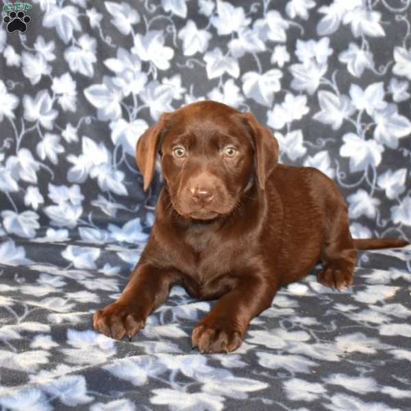 Cuddles, Chocolate Labrador Retriever Puppy