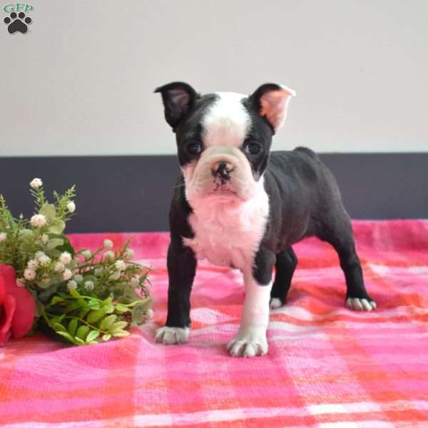 Cuddles, Boston Terrier Puppy