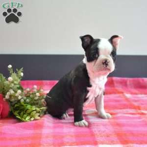 Cuddles, Boston Terrier Puppy