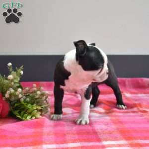 Cuddles, Boston Terrier Puppy