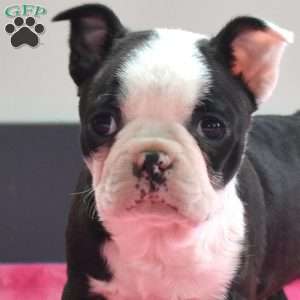 Cuddles, Boston Terrier Puppy