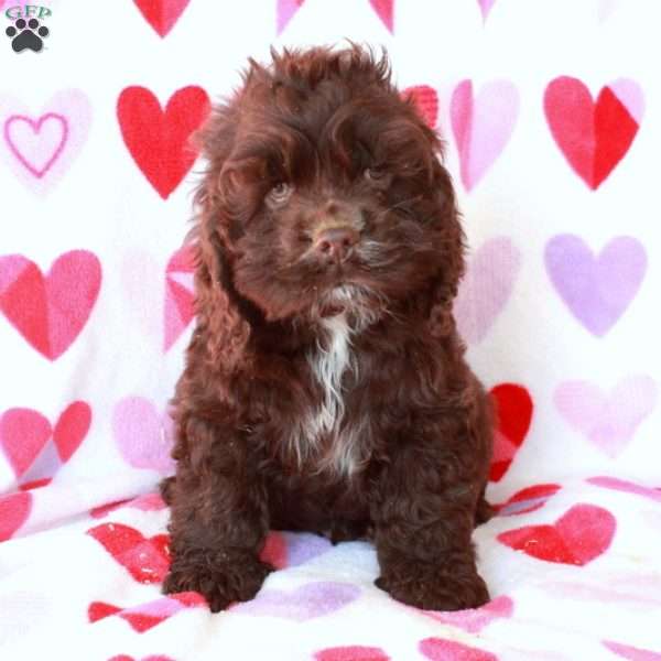 Cupid, Cocker Spaniel Puppy