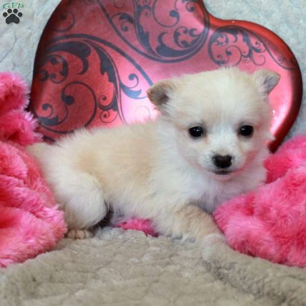 Cupid, Chi-Chon Puppy