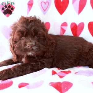 Cupid, Cocker Spaniel Puppy