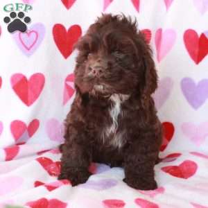 Cupid, Cocker Spaniel Puppy