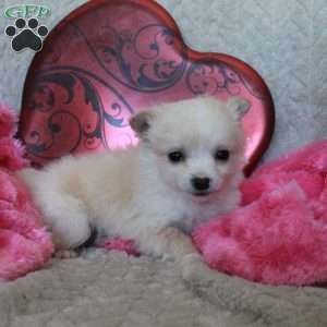 Cupid, Chi-Chon Puppy