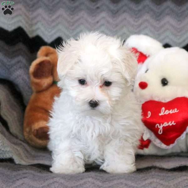 Curtis, Maltese Puppy