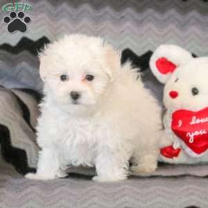 Curtis, Maltese Puppy