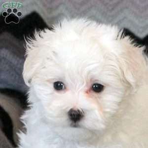 Curtis, Maltese Puppy