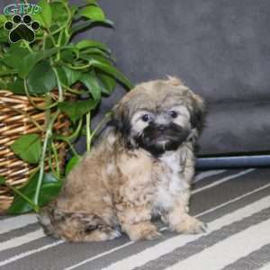 Cutie, Teddy Bear Puppy