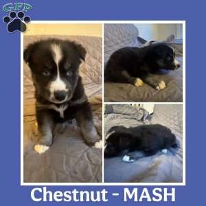 Chestnut, Siberian Husky Puppy