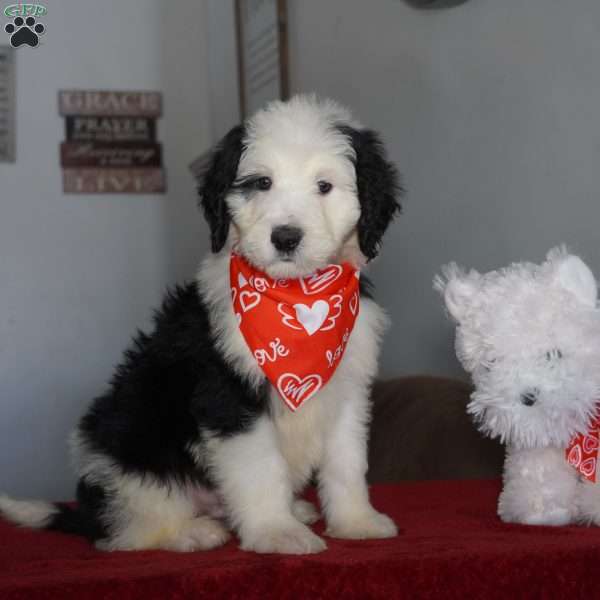Ringo, Sheepadoodle Puppy