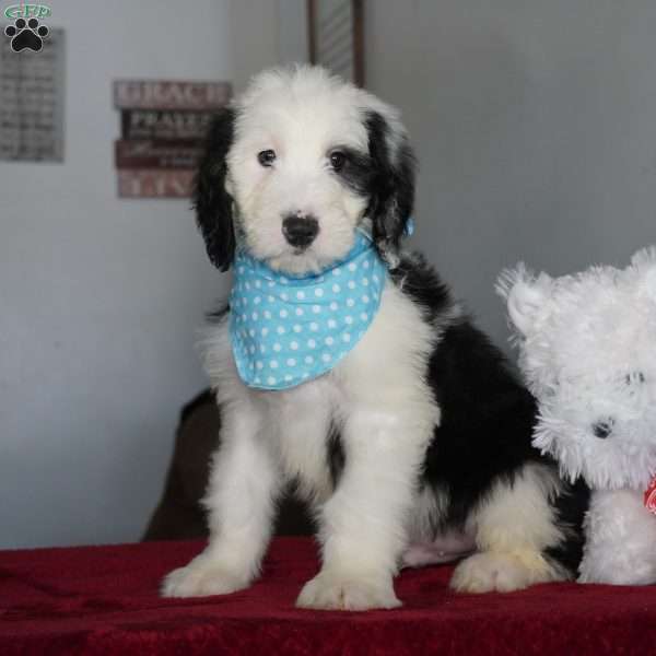 Oreo, Sheepadoodle Puppy