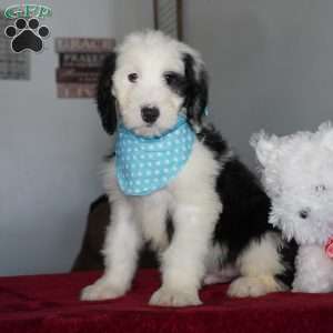 Oreo, Sheepadoodle Puppy