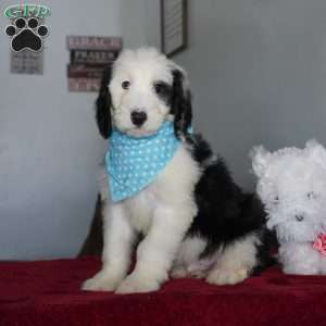Oreo, Sheepadoodle Puppy