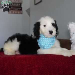 Oreo, Sheepadoodle Puppy