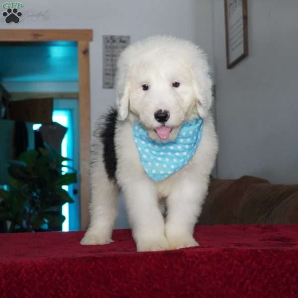 Rambo, Sheepadoodle Puppy