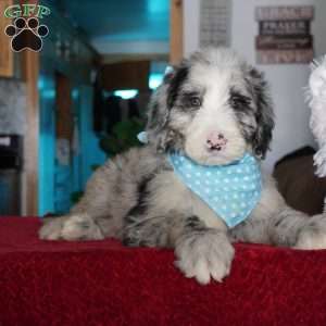 Blaze, Sheepadoodle Puppy