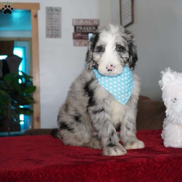 Blaze, Sheepadoodle Puppy