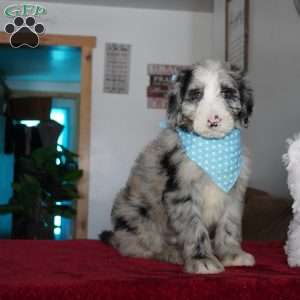 Blaze, Sheepadoodle Puppy