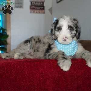 Blaze, Sheepadoodle Puppy