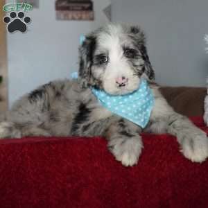 Blaze, Sheepadoodle Puppy