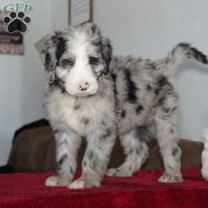 Blaze, Sheepadoodle Puppy