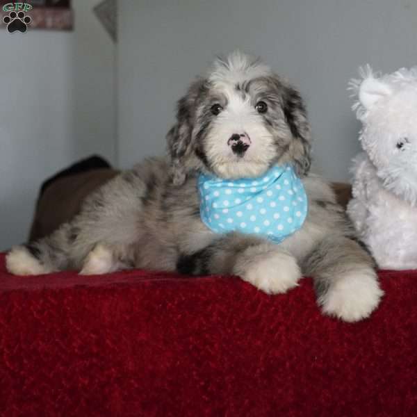 Murphy, Sheepadoodle Puppy
