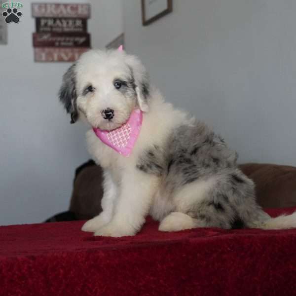 Lily, Sheepadoodle Puppy