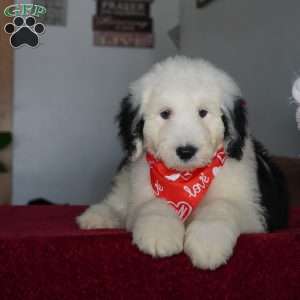 Snoopy, Sheepadoodle Puppy