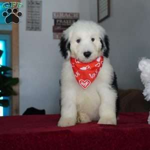Snoopy, Sheepadoodle Puppy