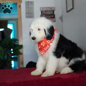 Snoopy, Sheepadoodle Puppy