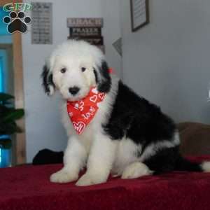 Snoopy, Sheepadoodle Puppy