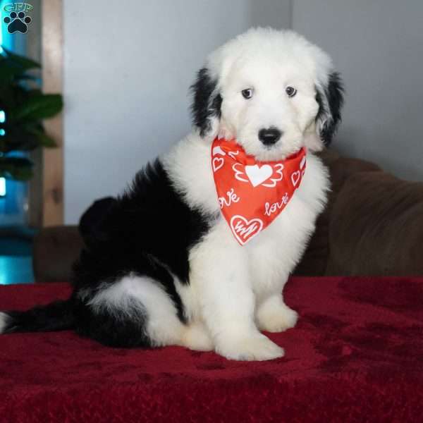 Snoopy, Sheepadoodle Puppy