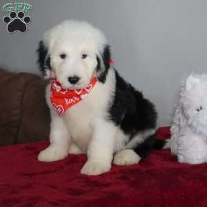 Snoopy, Sheepadoodle Puppy