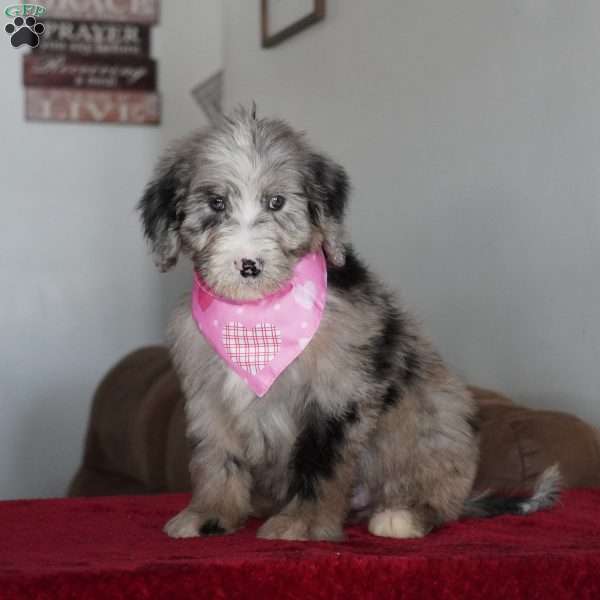 Susie, Sheepadoodle Puppy