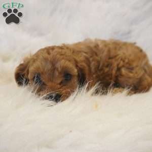 Mars, Cavapoo Puppy